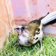 【最新画像更新☆☆】お久しぶりにやってきました　十姉妹