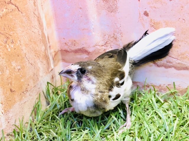 【最新画像更新☆☆】お久しぶりにやってきました　十姉妹