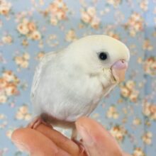 懐っこライラック❤︎最高にシックです❤︎手乗りセキセイインコ(ライラックモーブ)🪶✨