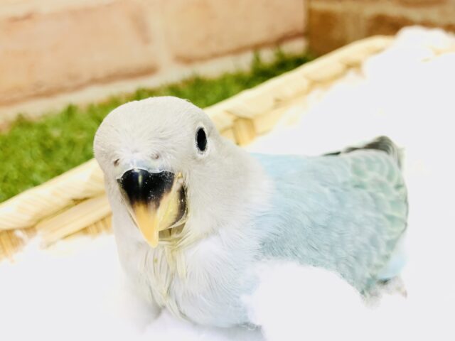 【最新画像更新☆☆】これからどんなカラーになるのかな？？　小桜インコ