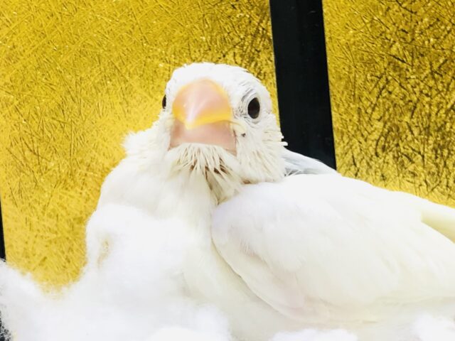 【最新画像更新☆☆】　シンプルだからこその人気？？　白文鳥