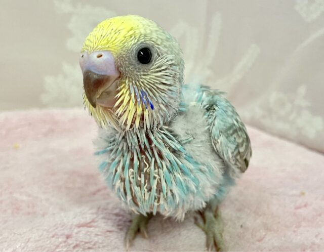 水色にきゅん💓 セキセイインコ(パステルレインボー)2023年11月生まれ