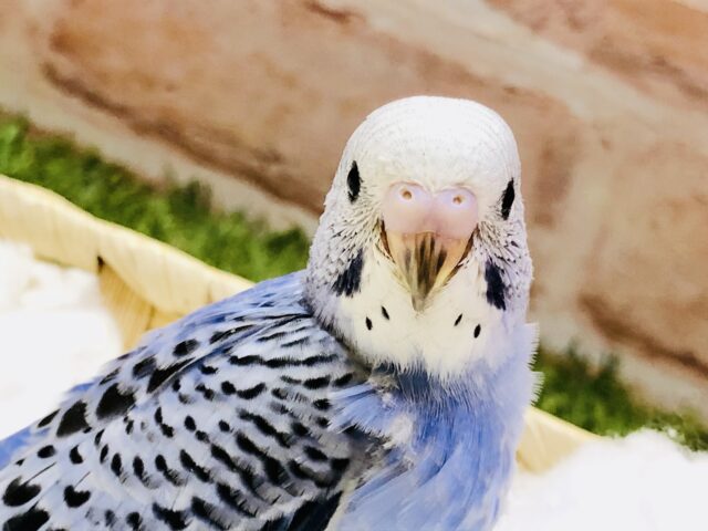 定番ブルーがやって来ました！！　セキセイインコ
