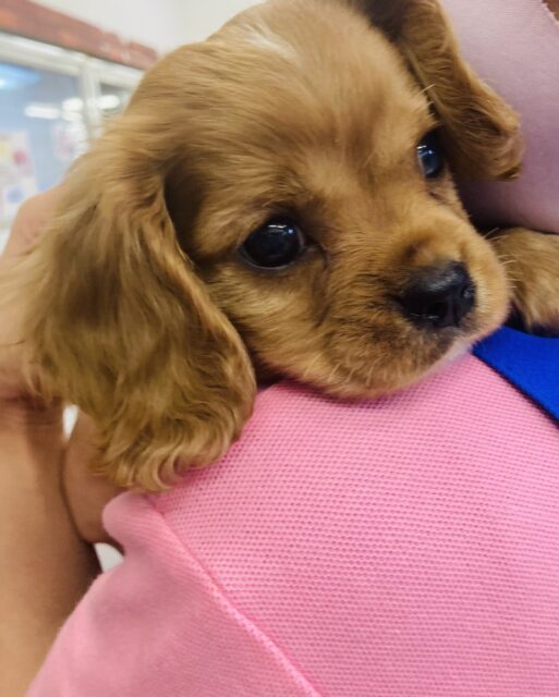 かわいさ無限❤︎♾ラブリーボーイ❤︎キャバリアくん男のコ🌟♂