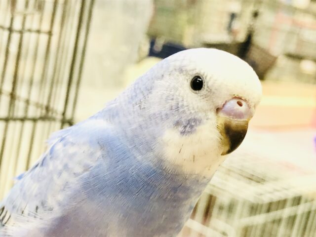 【最新画像更新☆☆】すみっこが落ち着くんです～　セキセイインコ