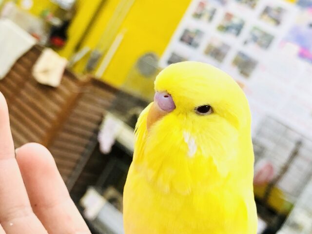 【最新画像更新☆☆】ん？？普通のルチノーよりもムチムチ？　ジャンボセキセイインコ