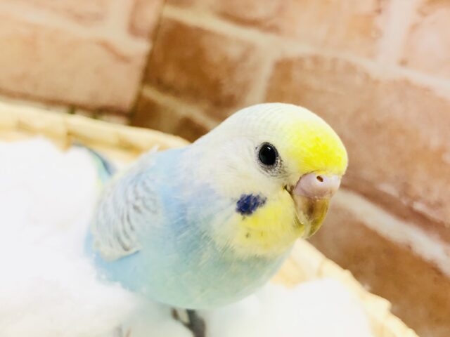 【最新画像更新☆☆】パステルカラーが綺麗なセキセイちゃんです♪♪