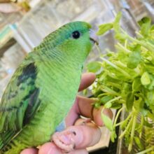 翠緑の輝き🍃🫧手乗りサザナミインコ(ノーマルグリーン)✨