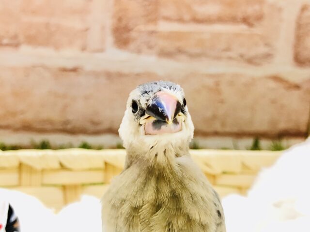 【最新画像更新☆☆】まだ〜季節は先だけど〜　桜文鳥