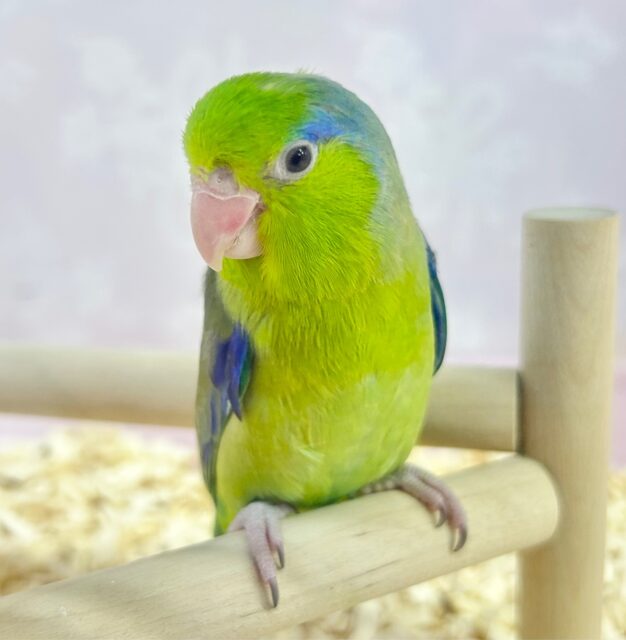 明るい緑💚マメルリハインコ(グリーン) 男の子 2023年11月生まれ