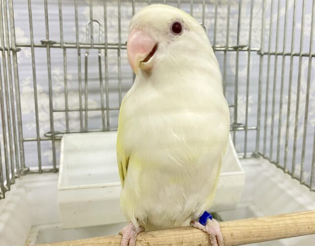 ❣️最新画像あります❣️イノちゃん❤️コザクラインコ（クリームイノ）2022年6月9日生まれ