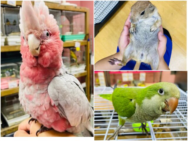 手の届かない動物達が特別価格に❗️❤️💚クリスマスフェア開催中❤️💚