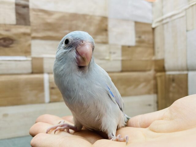 最新画像あります☆人気なカラーです🩵淡くて綺麗なマメルリハインコ！！