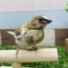 最新画像有り❗️むすっとした表情が可愛らしいんです💕ミニサイズの十姉妹！