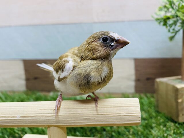 最新画像有り❗️むすっとした表情が可愛らしいんです💕ミニサイズの十姉妹！