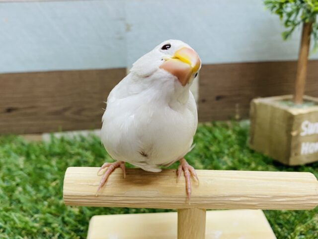 最新画像有り✨ずっしり体型で大きめです‼️これからが楽しみな白文鳥🤍