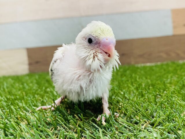 ふわふわ〜ん☁️優しいカラーが可愛すぎます💕セキセイインコ4色ハルクイン🩵