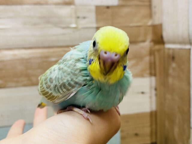 エメラルドグリーンが輝いています✨セキセイインコパステルカラーレインボー🌈🩵