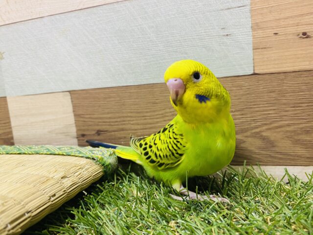 最新画像有り☆セキセイインコと言えば❗️定番人気カラーのオパーリン⭐️