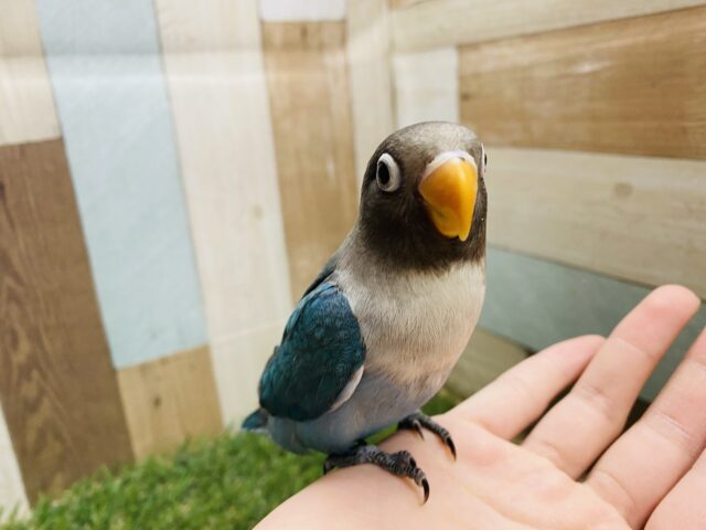 最新画像あります♪あと一羽⭐️くっついている姿が可愛いんです〜❤️ボタンインコのブルー！