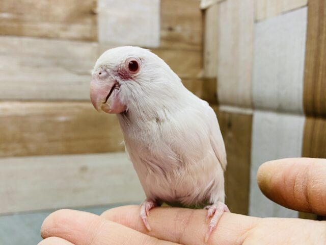 最新画像・動画あります☆ヒナ餌卒業‼️赤目がとっても美しい😍マメルリハインコのアルビノ！！
