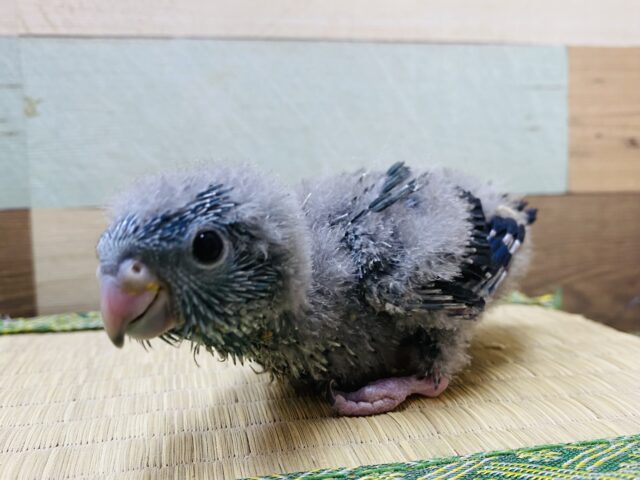 ペンギンの赤ちゃんのようなワタワタが可愛すぎ〜😍サザナミインコ（コバルト）💙