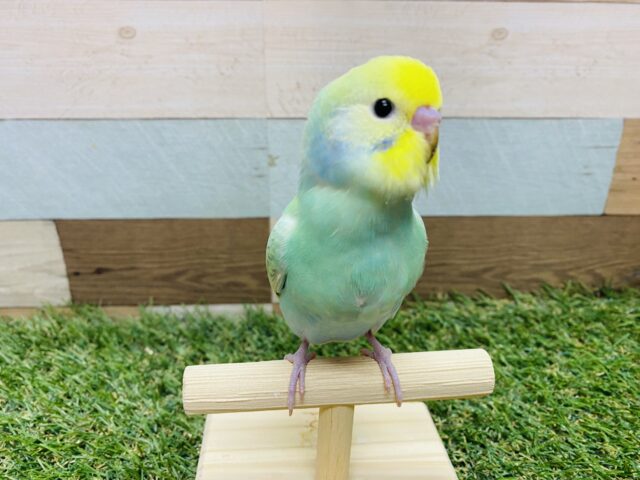 最新画像有り❗️おめめぱっちりな美グリーンのヒナさん✨セキセイインコのパステルカラーレインボー！！