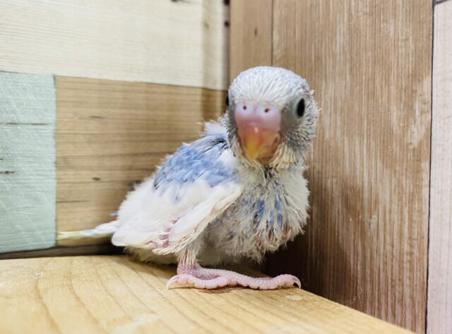 白と水色の青空カラー🤍🩵セキセイインコ（スパングルパイド）