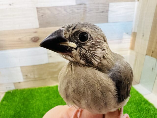 成長すると美♡桜文鳥のヒナ〜