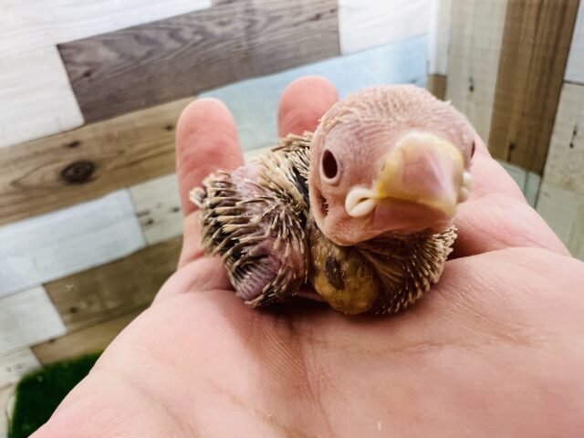 ちっちゃぁ〜い♡シナモン文鳥〜