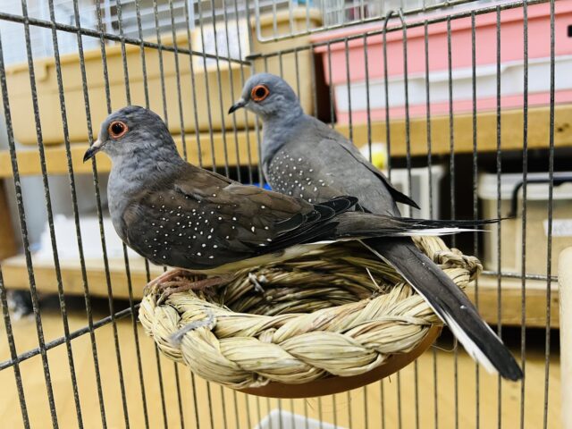 これぞ!？ウスユキバトのペア♡