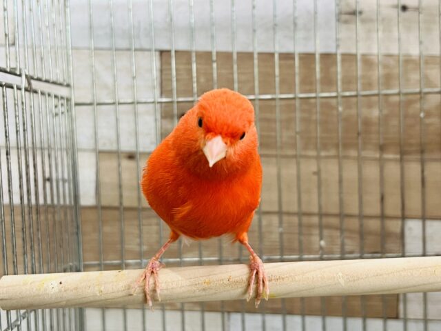 カナリア入舎しました！ムフク〜