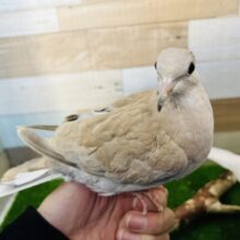 模様が出てきた〜ジュズカケバト♡