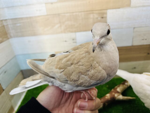 模様が出てきた〜ジュズカケバト♡