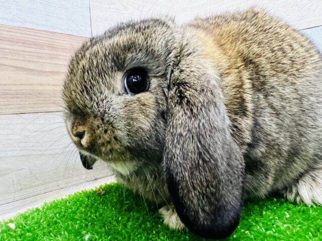 慣れすぎ注意♡もちふわぁ〜♡チェスナットカラーのラップイヤーラビット