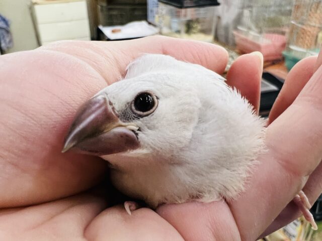 1人餌になったよ♡あどけない♡シルバー文鳥〜