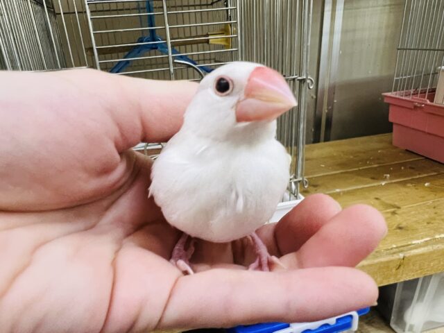 雛餌卒業‼︎ぴちぴち白文鳥♡