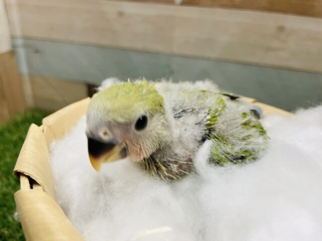 安定の可愛さがあるグリーンの体のコ💕コザクラインコのノーマル！！