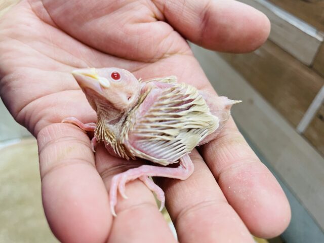 透き通っているような赤目が綺麗な子✨シナモン文鳥！！