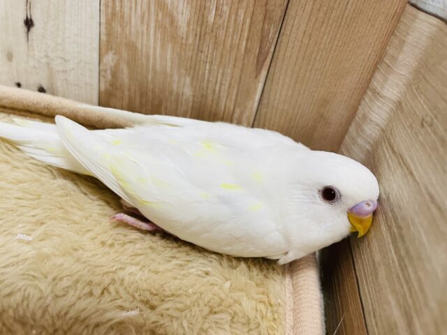 黄色い模様がチャームポイント♪セキセイインコのアルビノ系！！