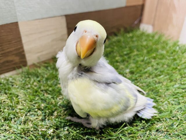 最新画像あります♪成長するとどんなお色になるのかな？？コザクラインコのバイオレットパイド！！