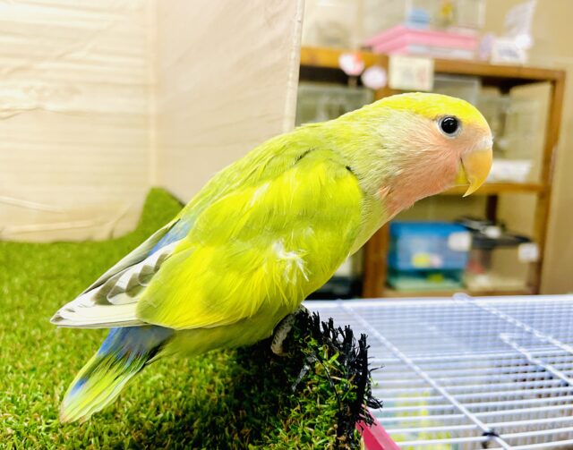 さし餌2回🌟最新画像になりますよ😳💡💡色に注目💡💡😳はれやかすこやかでほっぺたぷるり〜〜ん❤️　コザクラインコ　タイガーチェリー