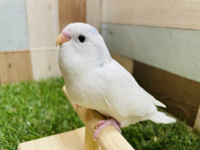 最新画像あります☆白が多くて明るいブルーが爽やかですよ〜🩵セキセイインコパイドカラー❗️