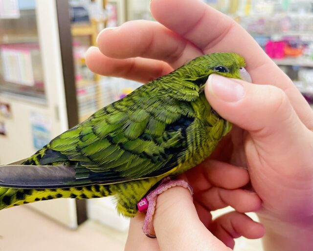 1人餌✨🌟最新画像になりますよ⭐️わちゃわちゃ大好き💚たくさん動くよ！　サザナミインコ　ダークグリーン