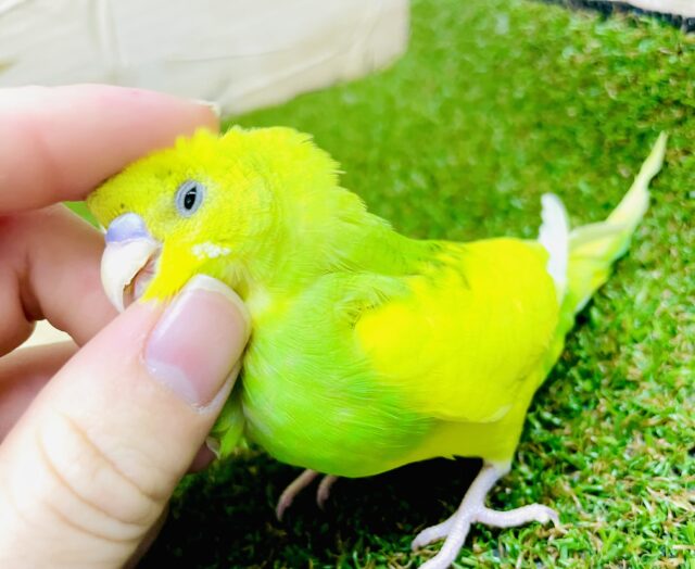 最新画像になりますよ⭐️お花ちゃん再来だよ💫💫🌼　セキセイインコ　スパングルパイド