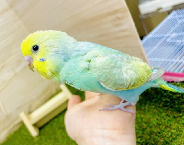 🍎🍏フルーティーちゃん🍏🍎ぴかぴかエメラルドを目指すんだ🍎🍏　セキセイインコ　パステルカラーレインボー