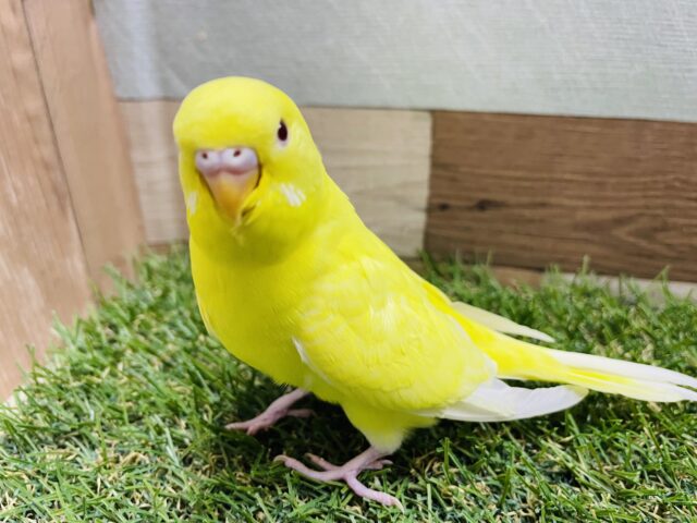 最新画像あります♪ちょっぴり恥ずかしがり屋さん💛セキセイインコのルチノー‼️
