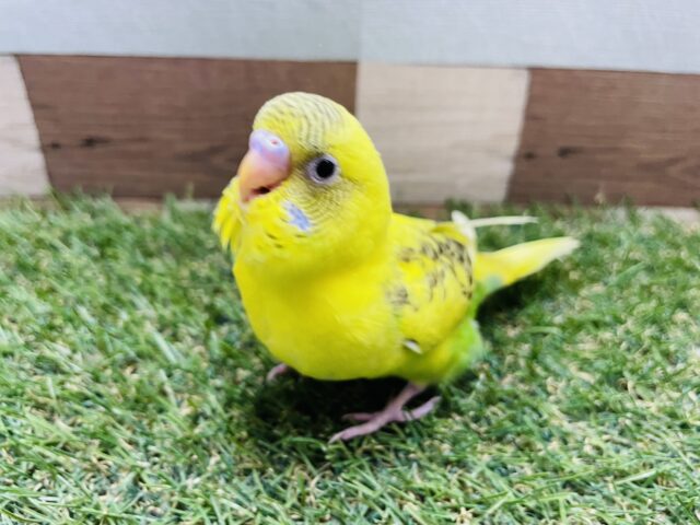 最新画像あります☆腰とお腹のグリーンがポイントです💚ちょこんと感が可愛らしいセキセイインコ（ハルクイン）