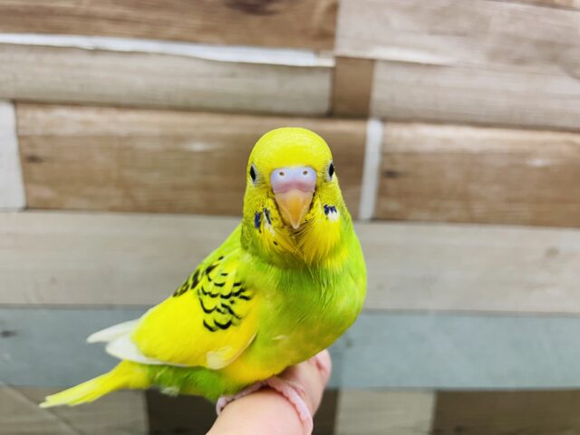 最新画像あります♪つぶらな瞳で見つめられちゃいます☺️セキセイインコパイドカラー⭐️