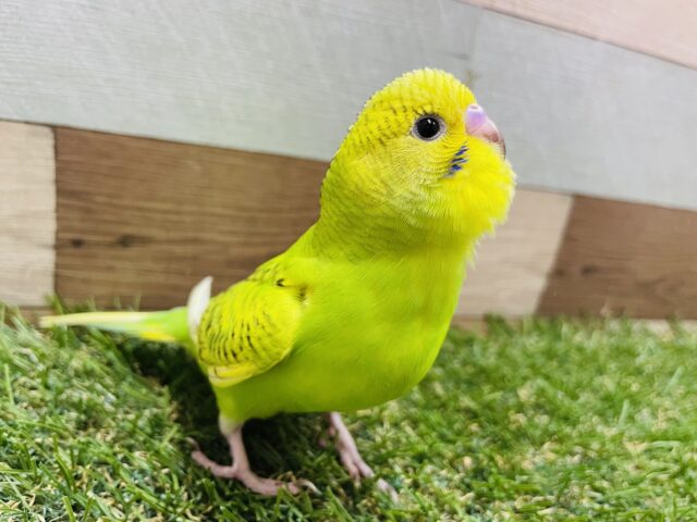 最新画像あります☆スパングルの模様がはっきりと出ています‼️セキセイインコスパングル💚